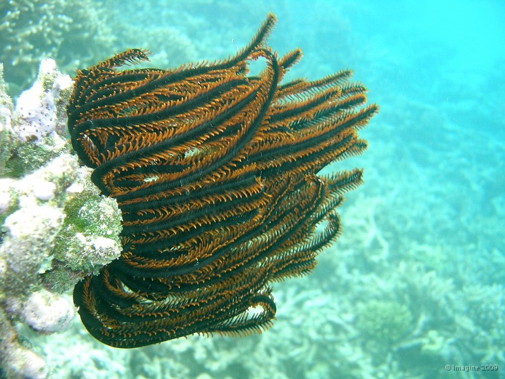 70- Crinoide, ou Comanthus.JPG
